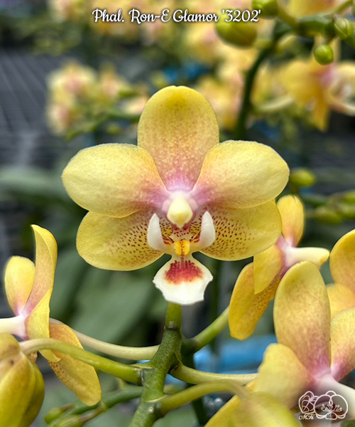 美琪園藝Miki Orchid - 品種詳細頁